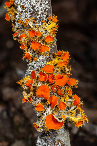 Teloschistes chrysophthalmus, sometimes referred to as the gold-eye lichen or golden-eye, is a fruticose lichen with branching lobes. Their sexual structures, apothecia, are bright-orange with spiny projections (cilia) situated around the rim. Santa Rosa, California.