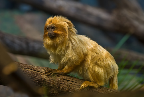 The Golden Lion Tamarin, Leontopithecus rosalia, also known as Golden Marmoset, is a small New World monkey of the family Callitrichidae. Native to the Atlantic coastal forests of Brazil, the Golden Lion Tamarin is an endangered species and among the rarest animals in the world. Endemic. Brazil.