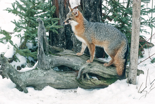 The gray fox (Urocyon cinereoargenteus), or grey fox, is an omnivorous mammal of the family Canidae, widespread throughout North America and Central America. Winter with snow. Kalispell, Montana.