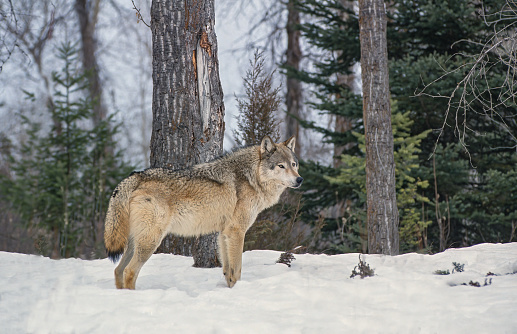 The Gray wolf, Canis lupus,  known as the grey wolf, is a large canine native to Eurasia and North America. Montana. Winter snow