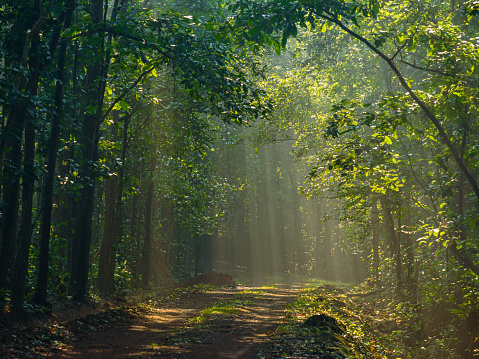 Footpath through a Beech forest during a foggy winter morning. The forest ground is covered with brown fallen leaves and the path is disappearing in the distance. The fog is giving the forest a desolate and depressing atmosphere.