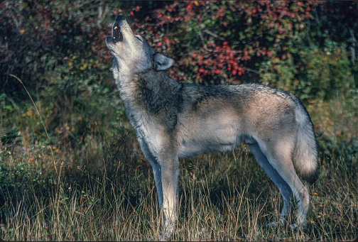 The Gray wolf, Canis lupus,  known as the grey wolf, is a large canine native to Eurasia and North America. Howling. Montana.