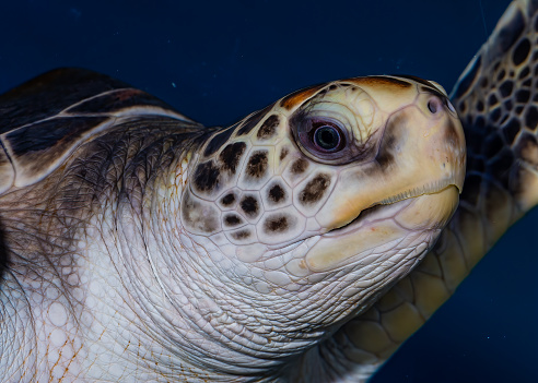 The green sea turtle, Chelonia mydas, or green turtle is a large sea turtle of the family Cheloniidae. It is the only species in the genus Chelonia. Its range extends throughout tropical and subtropical seas around the world, with two distinct populations in the Atlantic and Pacific Oceans.