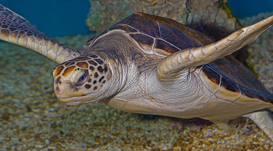 The green sea turtle, Chelonia mydas, or green turtle is a large sea turtle of the family Cheloniidae. It is the only species in the genus Chelonia. Its range extends throughout tropical and subtropical seas around the world, with two distinct populations in the Atlantic and Pacific Oceans.