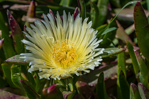 Carpobrotus edulis is a ground-creeping plant with succulent leaves in the genus Carpobrotus, native to South Africa. Its common names include hottentot-fig, sour fig, ice plant or highway ice plant. Goat Rock area of the Sonoma Coast State Park, California. Sonoma County.