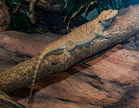 The central bearded dragon (Pogona vitticeps), also known as the inland bearded dragon, is a species of agamid lizard found in a wide range of arid to semiarid regions of eastern and central Australia.