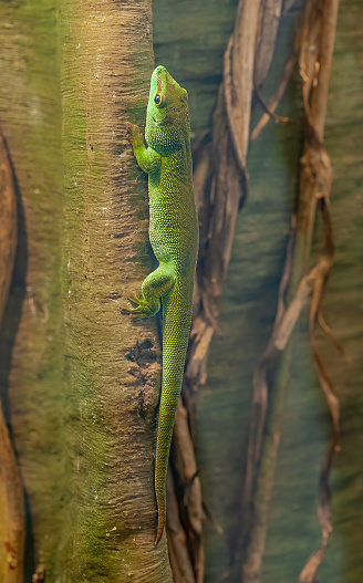 Phelsuma grandis is a diurnal arboreal species of day gecko.  They are commonly referred to as the Madagascar giant day gecko, due to their large size. They are native to areas of tropical and subtropical forest in northern Madagascar