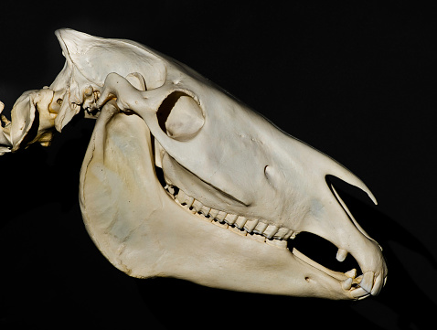 Plains zebra skull, Equus quagga, formerly Equus burchelli, Common zebra or Burchell's zebra,
