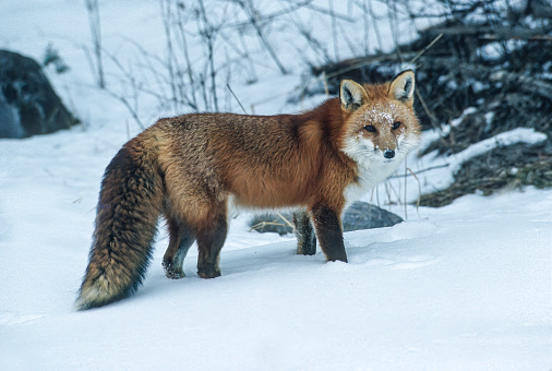 The red fox (Vulpes vulpes) is the largest of the true foxes and one of the most widely distributed members of the order Carnivora, being present across the entire Northern Hemisphere including most of North America. Yellowstone National Park, Wyoming. Winter with snow on the ground.