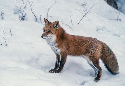 The red fox (Vulpes vulpes) is the largest of the true foxes and one of the most widely distributed members of the order Carnivora, being present across the entire Northern Hemisphere including most of North America. Yellowstone National Park, Wyoming. Winter with snow on the ground.