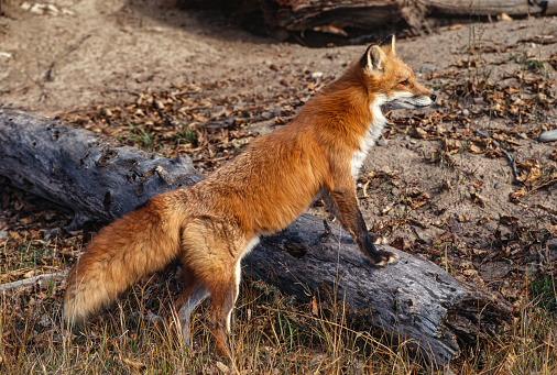 The red fox (Vulpes vulpes) is the largest of the true foxes and one of the most widely distributed members of the order Carnivora, being present across the entire Northern Hemisphere including most of North America. Yellowstone National Park, Wyoming.