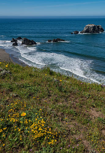 Various flowers in bloom in a landscape along the pacific coast (Big Sur) by Highway 1 in central California, USA.