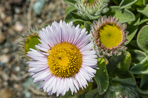 Erigeron glaucus is a species of flowering plant in the family Asteraceae known by the common name seaside fleabane, beach aster, or seaside daisy. It is native to the West Coast of the United States. Goat Rock area of the Sonoma Coast State Park, California. Sonoma County.