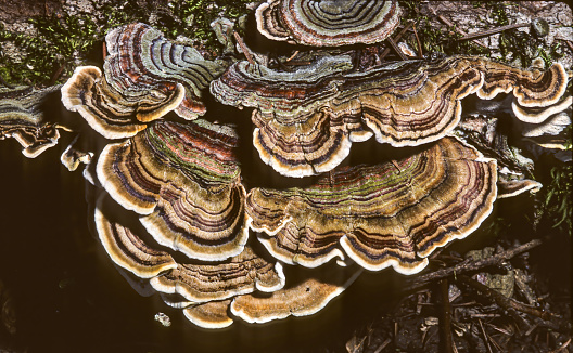 Trametes versicolor  also known as Coriolus versicolor and Polyporus versicolor  is an extremely common polypore mushroom which can be found throughout the world. Turkey tail shelf fungus. Polysaccharide-K  is a protein-bound polysaccharide isolated from Trametes versicolor, which is used as an immune system boosting agent in the treatment of cancer. Armstrong Redwood State Park, Sonoma County, California.