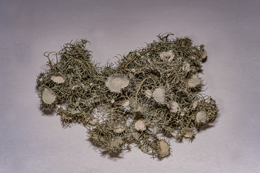 Western bushy beard lichen, Usnea intermedia, Santa Rosa, California, from a limb of a black oak