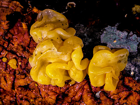 Tremella mesenterica (common names include the yellow brain, the golden jelly fungus, the yellow trembler, and witches' butter is a common jelly fungus in the Tremellaceae family of the Agaricomycotina. It is most frequently found on dead but attached and on recently fallen branches, especially of angiosperms, as a parasite of wood decay fungi in the genus Peniophora.