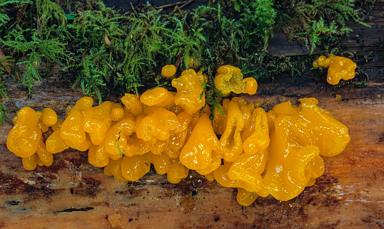Tremella mesenterica (common names include the yellow brain, the golden jelly fungus, the yellow trembler, and witches' butter is a common jelly fungus in the Tremellaceae family of the Agaricomycotina. It is most frequently found on dead but attached and on recently fallen branches, especially of angiosperms, as a parasite of wood decay fungi in the genus Peniophora.