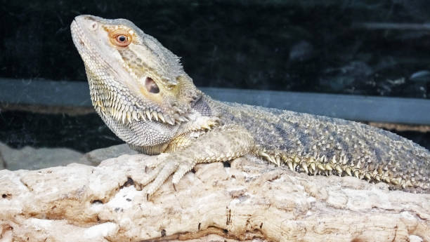 istock Bearded Dragon Chameleon Lizard in a rain desert 1817811967