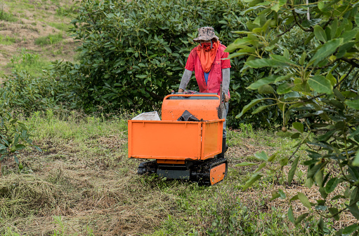 farmer man working in the field with his harvesting cart while collecting his crop