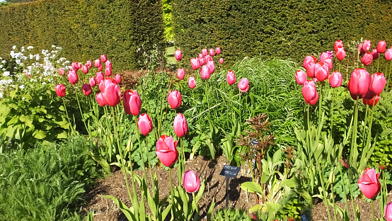 Beautiful mix of Tulips in a Walled Garden in UK