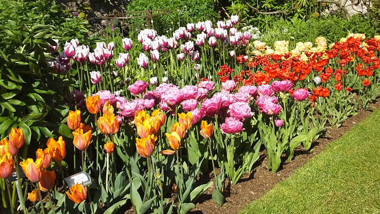 Beautiful mix of Tulips in a Walled Garden in UK