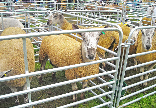 Blue face Leaster ewes sheep Rams died Yellow at market Show