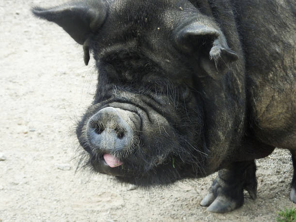 istock Black Pig in a pen on a farm 1817814850