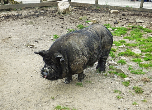 Black Pig in a pen on a farm