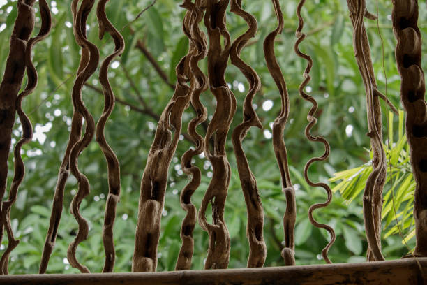 traditional tree branch fence - photography branch tree day imagens e fotografias de stock