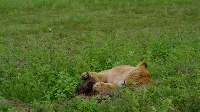 SLO MO Majestic lioness peacefully resting on the vibrant,green landscape of Tanzania's lush wilderness. Powerful lioness napping on the verdant expanse of a tranquil wilderness