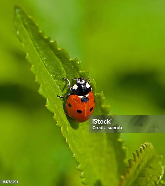 Photo libre de droit de Coccinelle À Sept banque d'images et plus d'images libres de droit de Animaux à l'état sauvage - Animaux à l'état sauvage, Coccinelle, Coccinelle à sept points