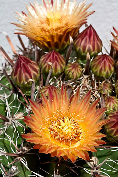 istock Beautiful orange red flowers on the cactus 181784914