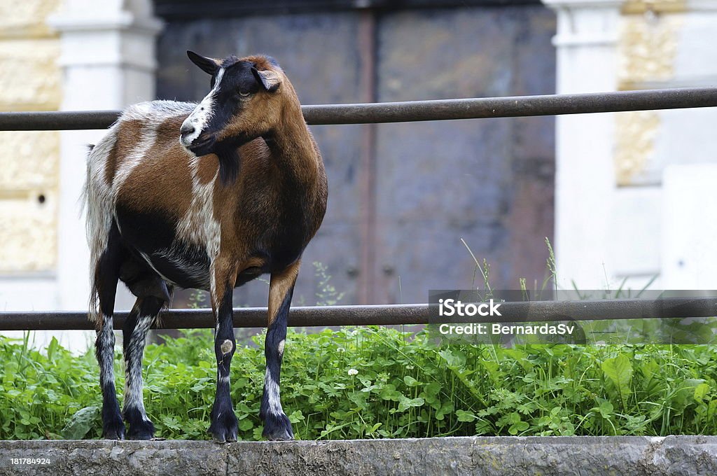Adorável cabra em pé na borda de parede - Foto de stock de Agricultura royalty-free