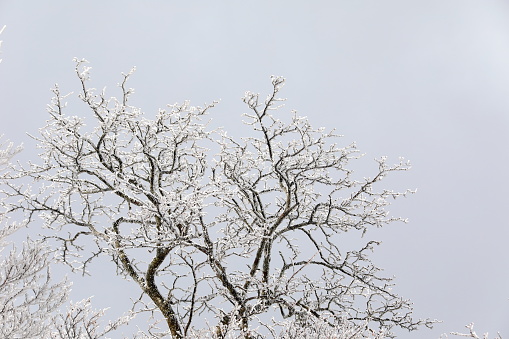 This is a winter landscape of 1100 Hill Wetland, a famous tourist attraction in Jeju Island, South Korea.