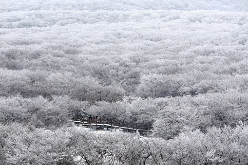 This is a winter landscape of 1100 Hill Wetland, a famous tourist attraction in Jeju Island, South Korea.