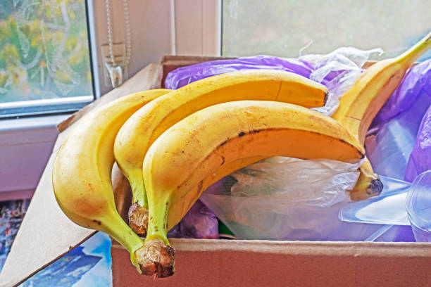 istock bananas lie on plastic bags. ecology 1817864388