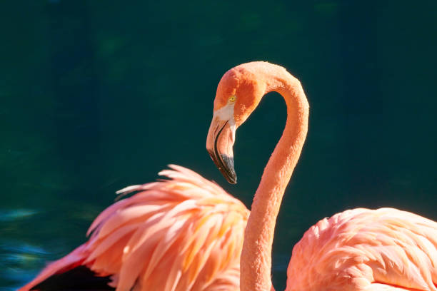istock The Caribbean flamingo 1817866957