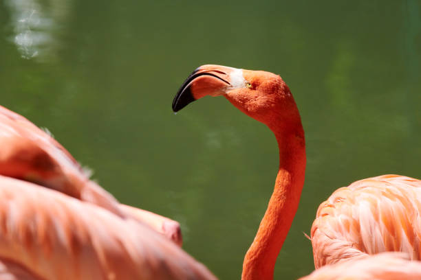 istock The Caribbean flamingo 1817867467