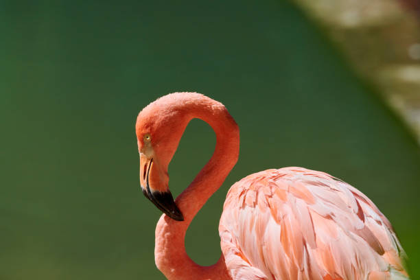 istock The Caribbean flamingo 1817867470