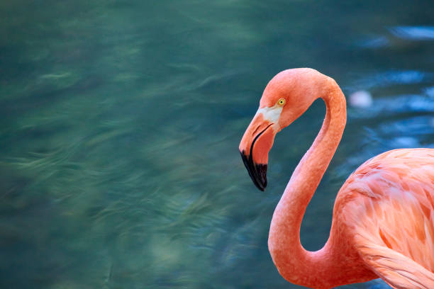The Caribbean flamingo
