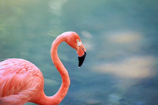 The Caribbean flamingo (Phoenicopterus ruber) is a species of bird from the flamingidae family. Caribbean flamingo in artificial habitat.Flamingos are a type of wading bird in the family Phoenicopteridae, the only bird family in the order Phoenicopteriformes. Four flamingo species are distributed throughout the Americas, including the Caribbean, and two species are native to Africa, Asia, and Europe.