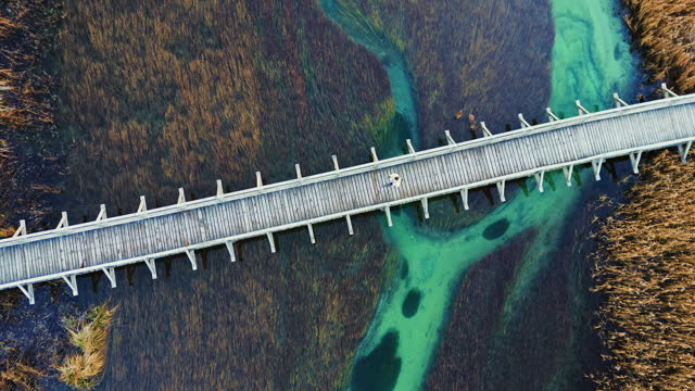 AERIAL Drone Directly Above Shot of Female Tourist Walking on Wooden Footbridge over Wetland in Zelenci Nature Reserve