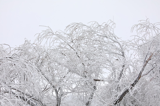 Tree covered with snow at Valley Forge National Historic Park, King of Prussia, Pennsylvania, USA