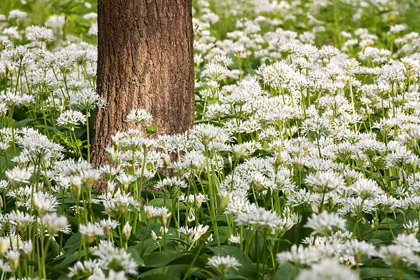 white flowering wild garlic with green leaves