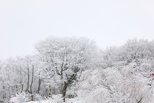 Panoramic view of snow-covered field in beautiful Virginia country