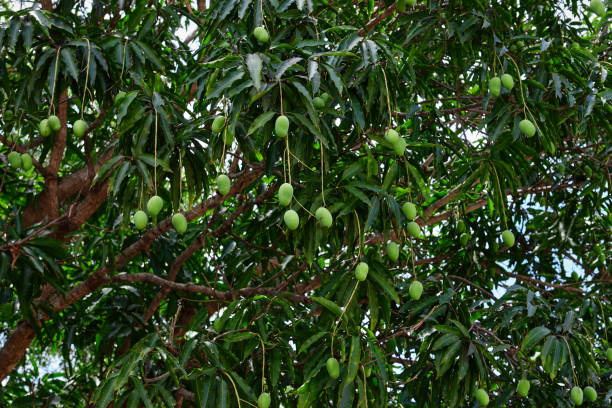 istock Low angle view of mangoes hanging on tree 1817875277