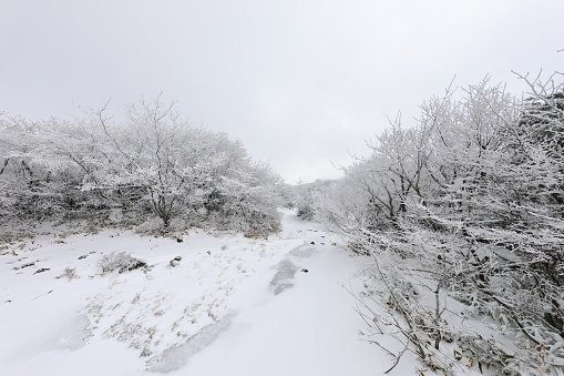 This is a winter landscape of 1100 Hill Wetland, a famous tourist attraction in Jeju Island, South Korea.