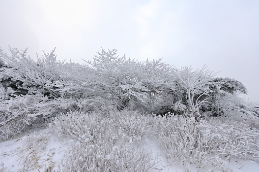 Snow view in the fenced garden on a sunny winter day