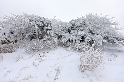 This is a winter landscape of 1100 Hill Wetland, a famous tourist attraction in Jeju Island, South Korea.