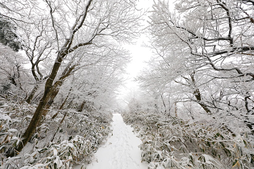 This is a winter landscape of 1100 Hill Wetland, a famous tourist attraction in Jeju Island, South Korea.